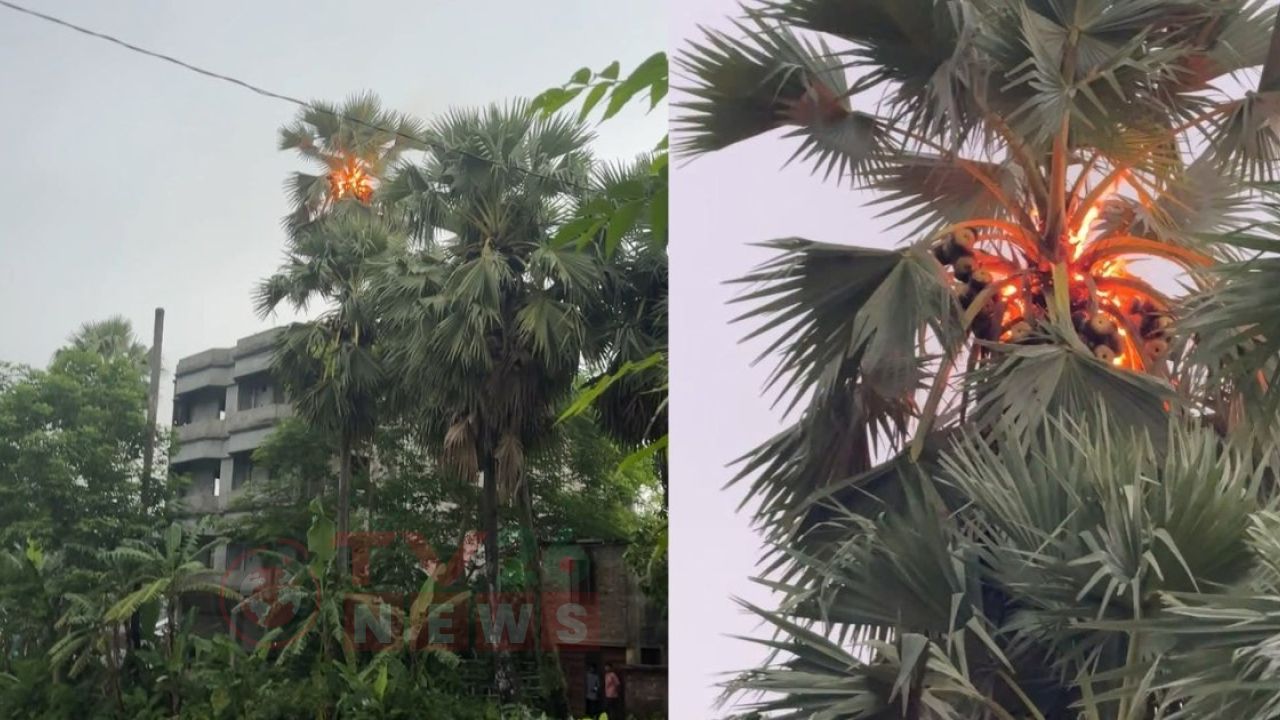 বজ্রপাতের পর গাছে দাউ দাউ আগুন, আতঙ্কিত স্থানীয়রা