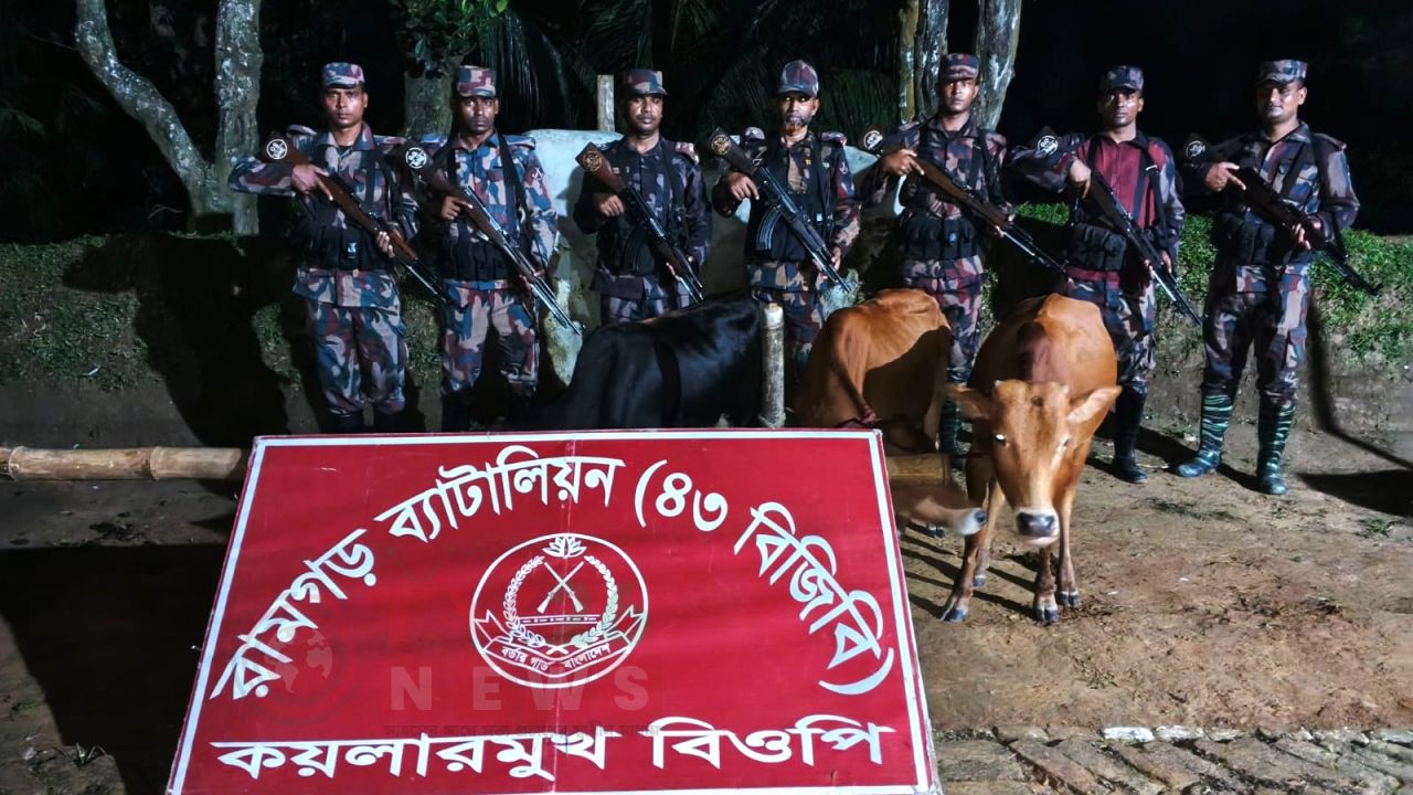 কয়লারমুখ সীমান্তে  ৪৩  বিজিবির অভিযানে তিনটি ভারতীয় গরু জব্দ 