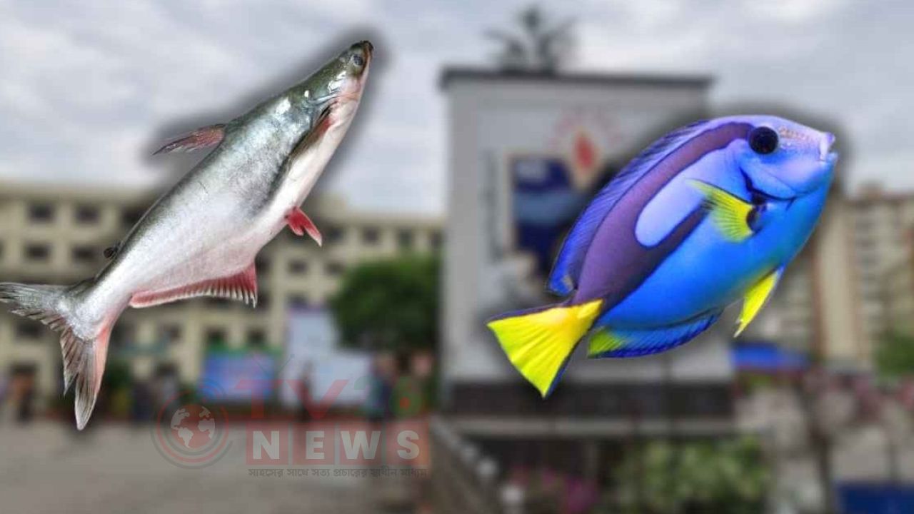 অভিজাত রেস্তোরাঁয় ‘ডোরি ফিশ’ নামে পরিবেশন করা হচ্ছে পাঙাস