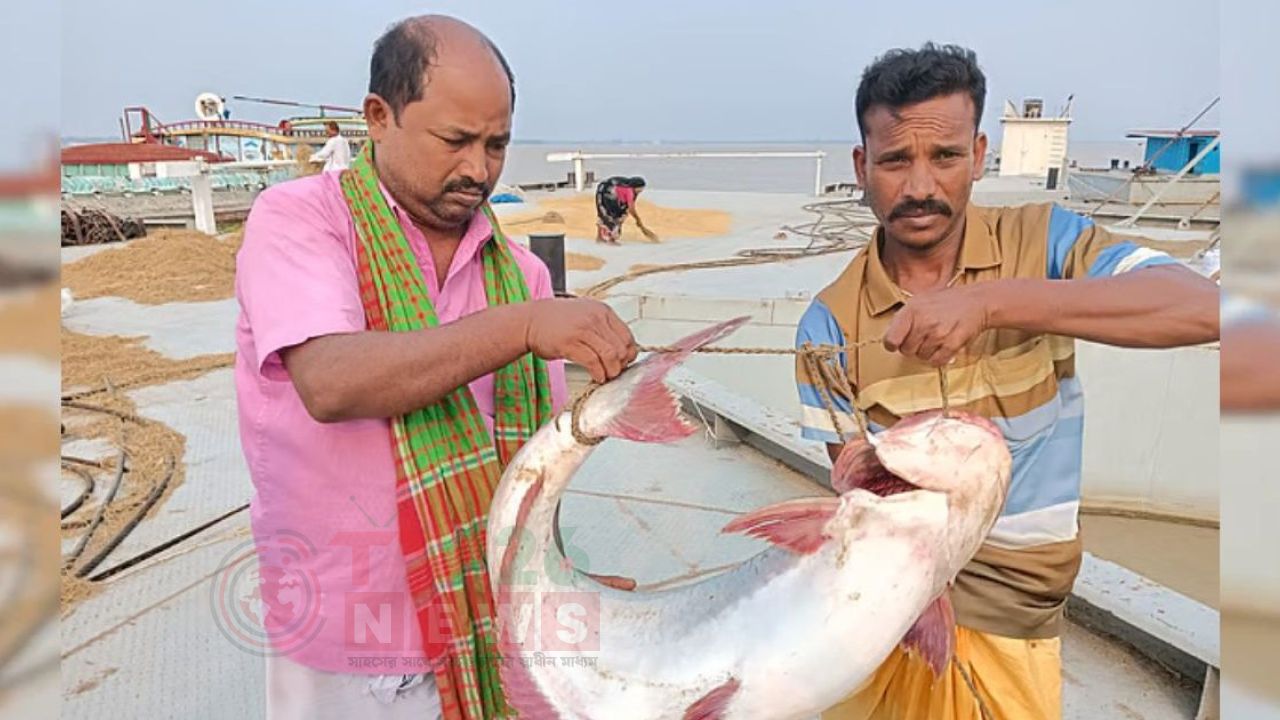 পদ্মায় ধরা পড়ল ১৭ কেজির পাঙাশ, দাম উঠেছে ৩৯ হাজার টাকা