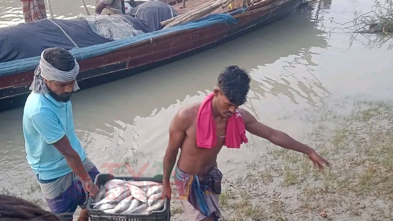 নিষেধাজ্ঞার মধ্যেও বরিশালে প্রতিদিন ৪ কোটি টাকার ইলিশ বেচাকেনা