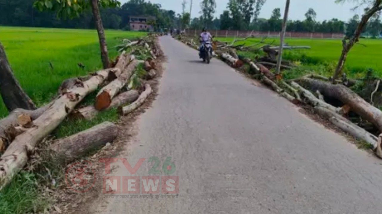 রাস্তা প্রশস্তকরণের নামে কেটে ফেলা হলো দেড় হাজার গাছ