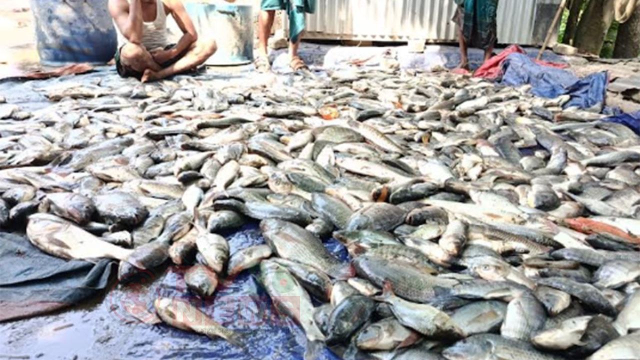 পুকুরে বিষ দিয়ে মাছ নিধনের অভিযোগ