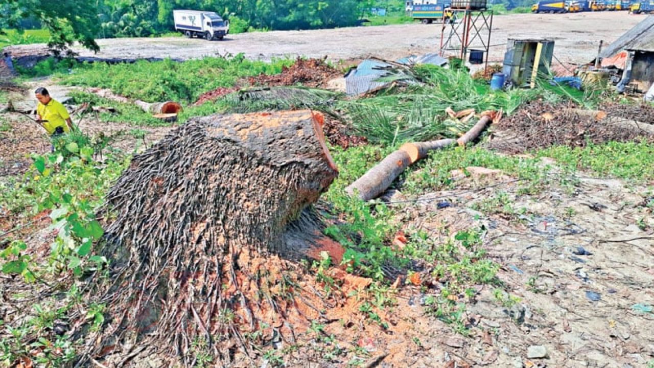 রেলওয়ের বনায়নের গাছ  উজাড়, টিলা কেটে সমতল