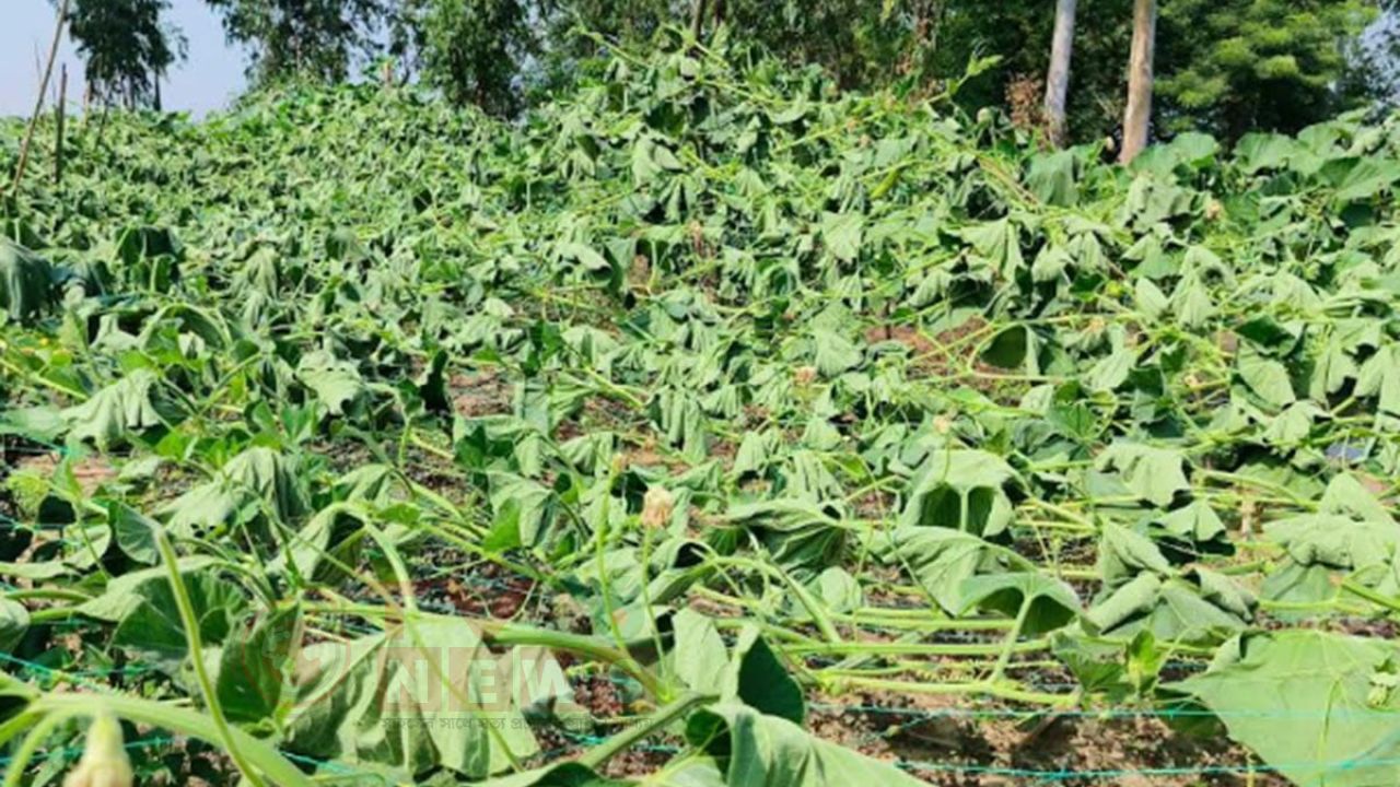 আখাউড়ায় কৃষকের লাউগাছ কেটে দিল দুর্বৃত্তরা